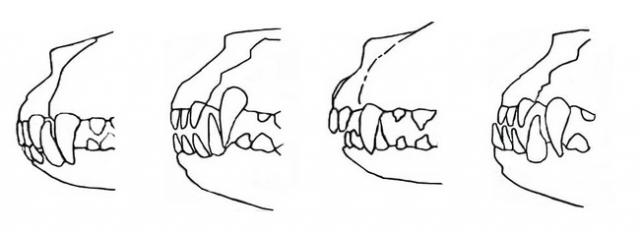 Прикус у собаки правильный рисунок
