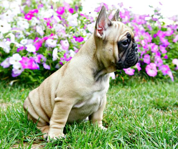 Studio Shot Of An Adorable Beige Adult Female French Bulldog Sitting On Isolated White Background Looking