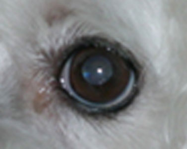 Слезятся глаза у йорка. Белое пятно на глазу у собаки. Белый прыщик на глазу у щенка.
