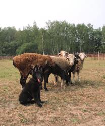 Щенки Бельгийская овчарка ГРЮНЕНДАЛЬ