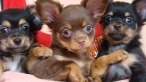 Продаются щеночки той терьера,родословная РКФ, клеймо, дл.ш., Родились щенки 11 января 2010 г.