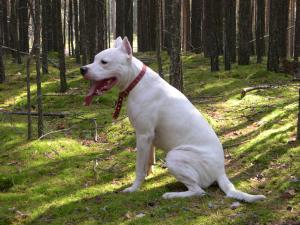 Щенки DOGO ARGENTINO (Аргенитнского мастифа; Аргентинского дога) от Чемпионов