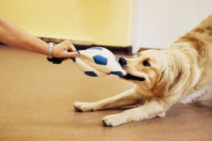 Школа дрессировки "Контакт с собакой" приглашает на занятия!