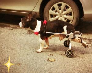 Инвалидная коляска для собак и кошек 