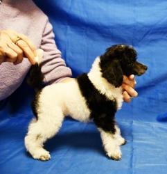 ЩЕНОК ТОЙ ПУДЕЛЯ АРЛЕКИН мальчик ДЖЕНТЛИ БОРН ПИККЕР 