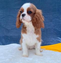 Кавалер кинг чарльз спаниель #кавалер #sale #щенки #кинг #продажа #чарльз #спаниель #бленхейм
