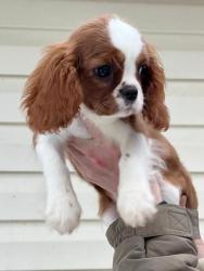Кавалер кинг чарльз спаниель #кавалер #sale #щенки #кинг #продажа #чарльз #спаниель #бленхейм