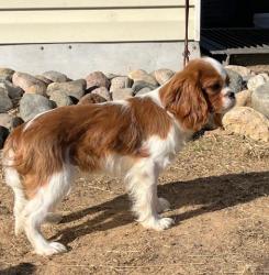 #кавалер #sale #щенки #кинг #продажа #чарльз #спаниель #бленхейм