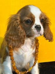 #кавалер #sale #щенки #кинг #продажа #чарльз #спаниель #бленхейм