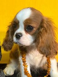 #кавалер #sale #щенки #кинг #продажа #чарльз #спаниель #бленхейм