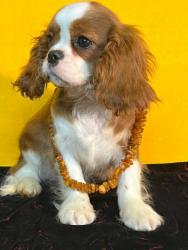 #кавалер #sale #щенки #кинг #продажа #чарльз #спаниель #бленхейм