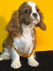 #кавалер #sale #щенки #кинг #продажа #чарльз #спаниель #бленхейм