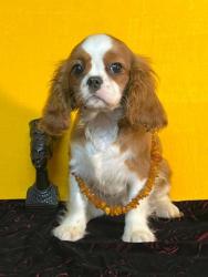 #кавалер #sale #щенки #кинг #продажа #чарльз #спаниель #бленхейм