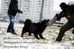 Щенки Монгольской овчарки-банхар для охраны