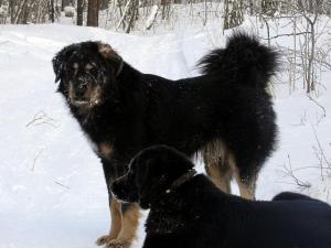 Щенки Монгольской овчарки БАНХАР в Красноярске.