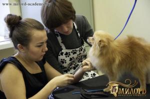 Обучение стрижке собак в Академии груминга Милорд