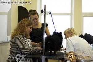 Обучение стрижке собак в Академии груминга Милорд