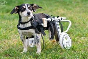 Инвалидная коляска для собак 