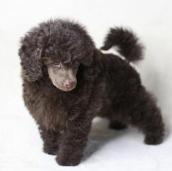 Пуделя щенок миниатюрный коричневый мальчик Циклон