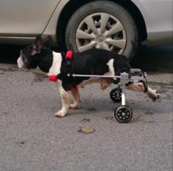 Инвалидная коляска для собак и кошек 
