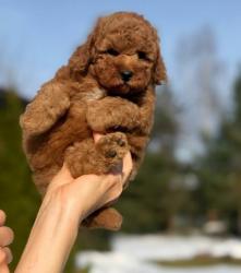 Пуделя щенок той рыжий БАНТИК 