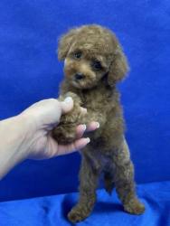 Пуделя щенок той рыжий АЙВЕНГО