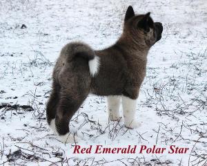 Питомник Американских Акит "RED EMERALD" замечательных плюшевых щенков!