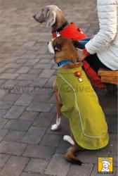 Ruffwear® K-9 Overcoat™ - одна из самых прочных попон для собак