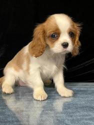 #кавалер #sale #щенки #кинг #продажа #чарльз #спаниель #бленхейм