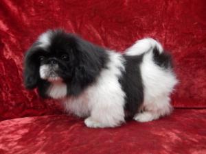 nuzhen pekines