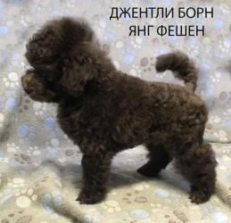 Щенок пудель той коричневый мальчик Янг Фешен
