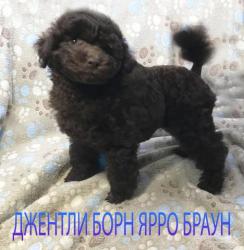Пуделя щенок миниатюрный коричневый мальчик Ярро Браун