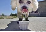 мороженое для собак