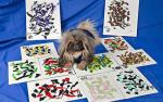 1285223146_ziggy-painting-dog.jpg