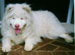 Собака альбинос