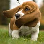 basset3.jpg