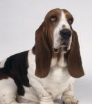 basset8.jpg