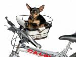 Собака и велосипед