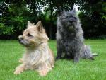 cairn-terrier-01.jpg