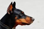 doberman-dog-a.jpg