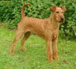 irish-terrier.jpg