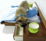 luxury-beds-for-one-percent-dogs-cats-by-cede-l-t06yy4.jpeg