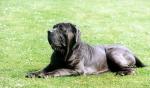 neopolitan-mastiff1.jpg