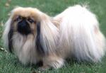 pekines.jpg