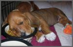 sleeping_puppies-12.jpg