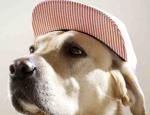 thomashoedholt-dogswithcaps.002.jpg