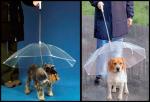 зонт для собак