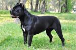 Итальянский Кане Корсо (Italian Cane Corso) 343