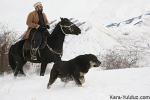 Бои собак с волками