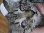 help!!! котенку нужна помощь с воспалением глаз